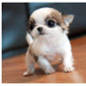 Meet your Posher, Adrian